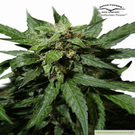 Image of Durban Poison