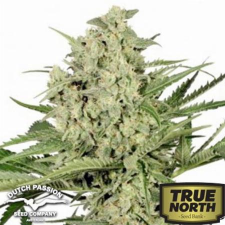 Dutch Cheese seeds for sale - 45 offers to buy Dutch Cheese seeds online