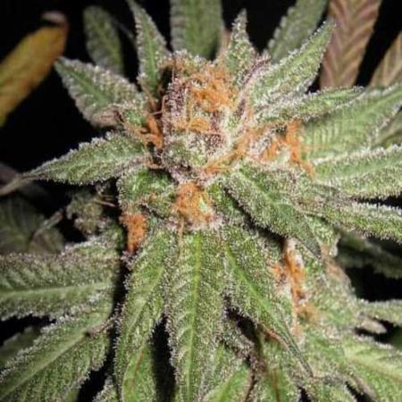 Dynamite OG seeds for sale - 17 offers to buy Dynamite OG seeds online