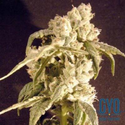 Image of Easy Rider seeds
