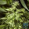 Thumbnail 5752 for Fast Bud Outdoor