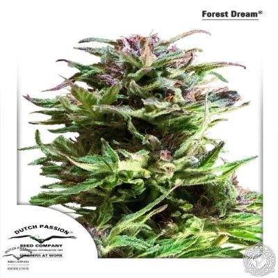 Image of Forest Dream