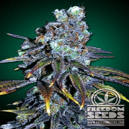Image of FreeBD seeds