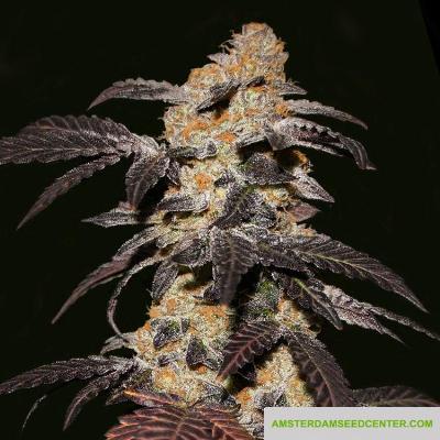 Image of French Cookies seeds
