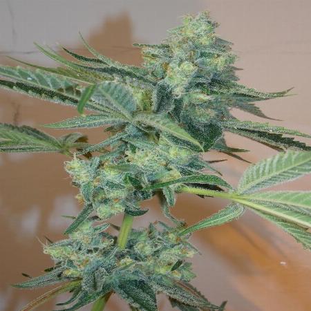 Image of Girl Scout Cookies seeds