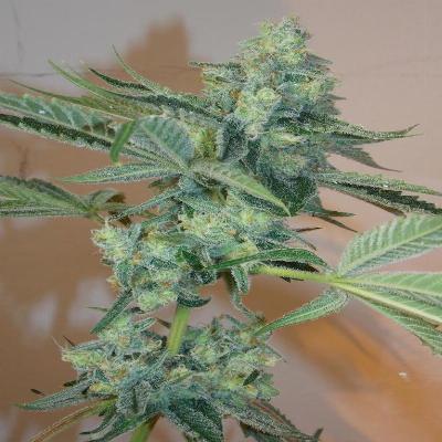 Image of Girl Scout Cookies seeds