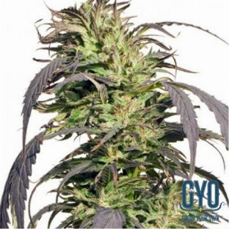 Image of Gold Rush Outdoor