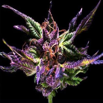 Image of Grand Daddy Purple seeds