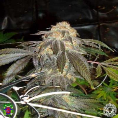 Image of Grand Doggy Purps seeds