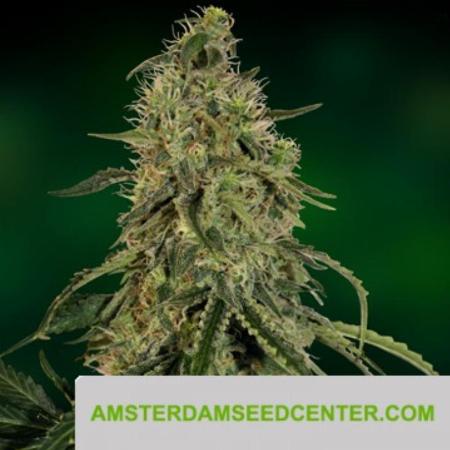 Image of Grape Ape