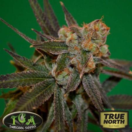 Image of Grape Lime Ricky seeds