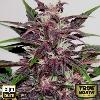 Thumbnail 5377 for Grizzly Purple Kush