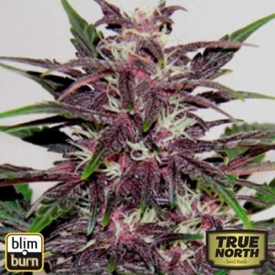 Image of Grizzly Purple Kush seeds