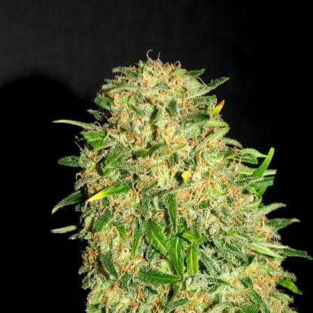 Image of Gypsy Kush