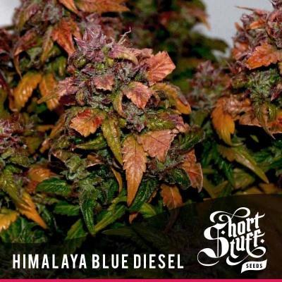 Image of Himalaya Blue Diesel seeds