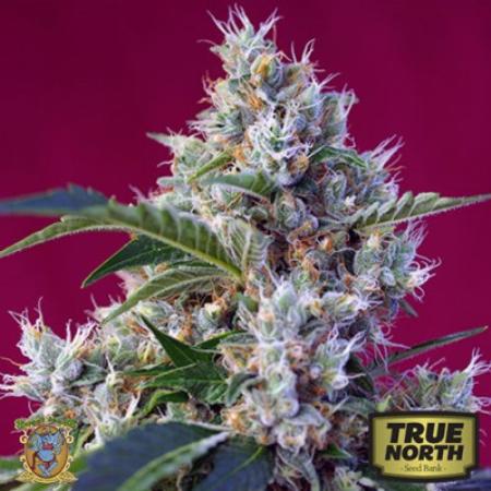 Image of Indigo Berry Kush seeds