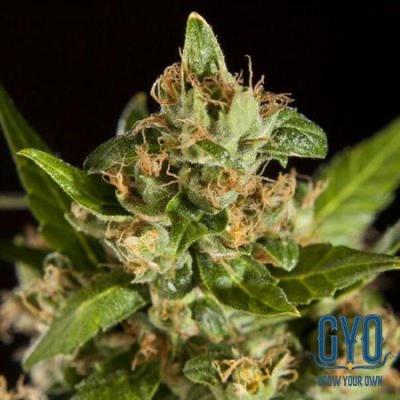 Image of Jamaican Blueberry Bx seeds