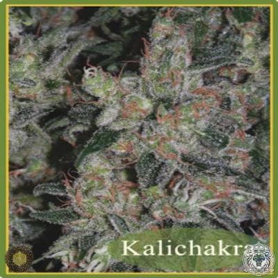 Image of Kalichakra seeds