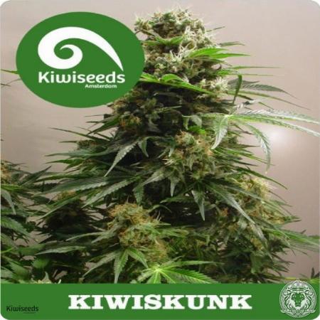Image of Kiwiskunk