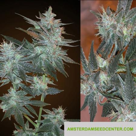 Image of L.A. Ultra seeds