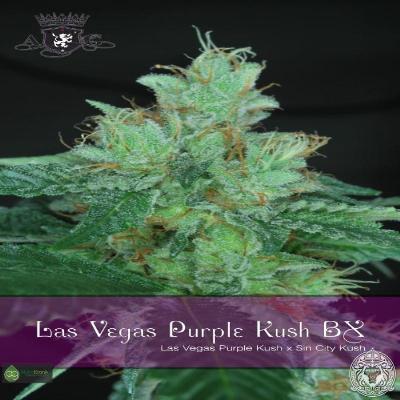 Image of Las Vegas Purple Kush BX seeds
