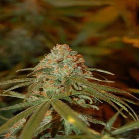 Image of Lemon Skunk