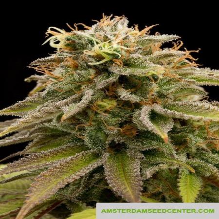 Image of Lemon Thai Kush