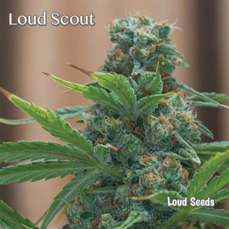 Image of Loud Scout seeds