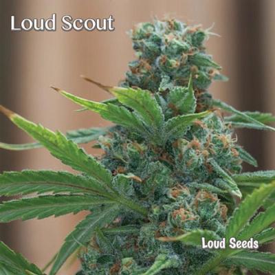 Image of Loud Scout