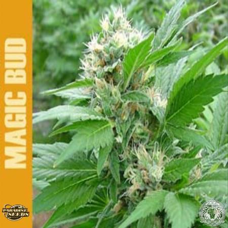 Image of Magic Bud seeds