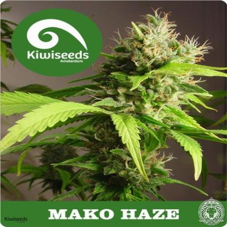 Image of Mako Haze seeds