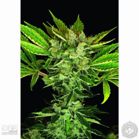 Image of Martian Kush