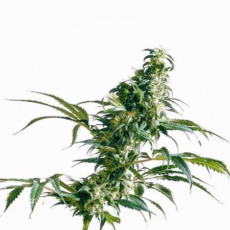 Image of Mexican Sativa