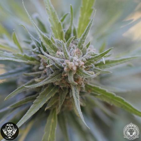 Image of Midnight Kush