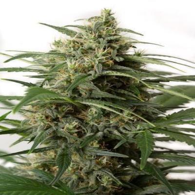 Image of Moby Dick XXL seeds