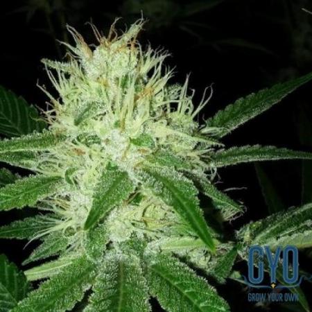 Mountain Dew Baja Blast Seeds For Sale 27 Offers To Buy Mountain Dew Baja Blast Seeds Online