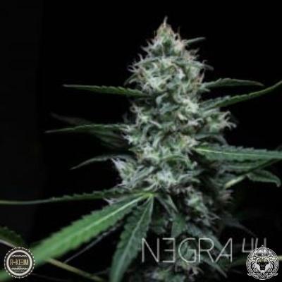 Image of Negra 44 seeds