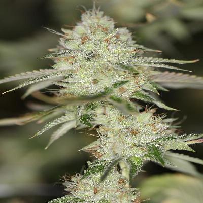 Excellent Godfather OG weed feminized plant cannabinoids