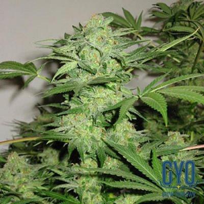 Image of Northern Light Special seeds