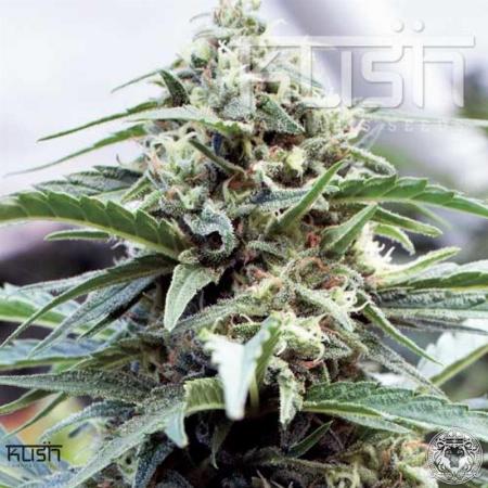 Image of OG Kush