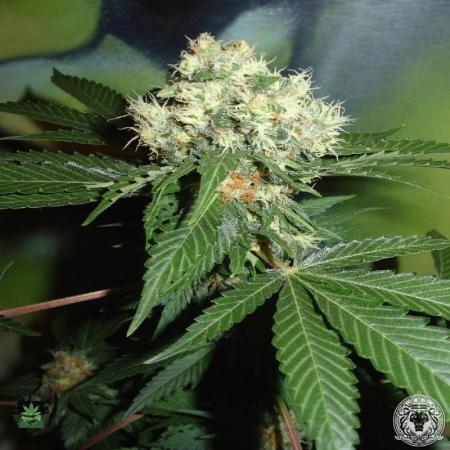 Original Misty seeds for sale - 19 offers to buy Original Misty seeds ...