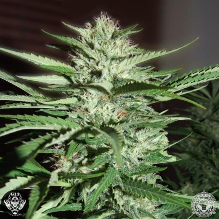 Image of Pineapple Express
