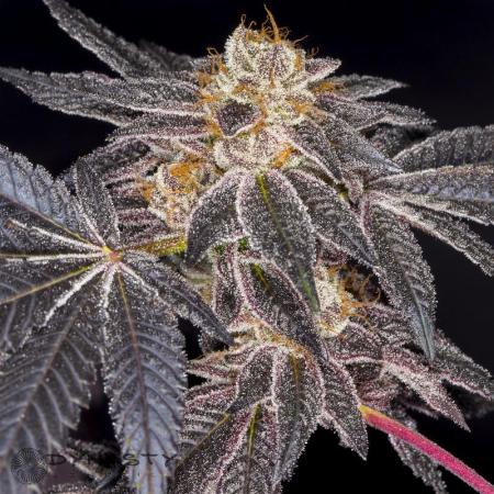 Image of Platinum Huckleberry Cookies