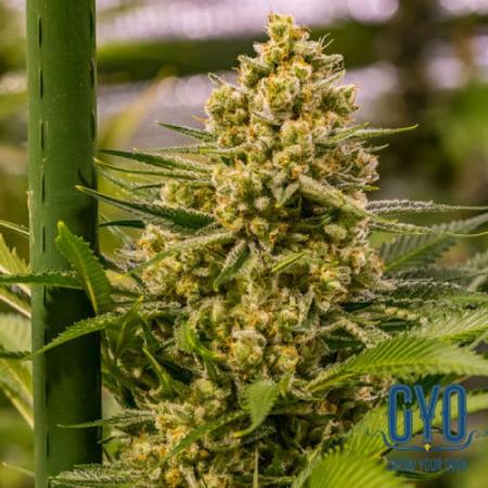 Princess Haze seeds for sale - 24 offers to buy Princess Haze seeds online