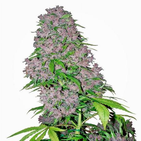 Image of Purple Bud