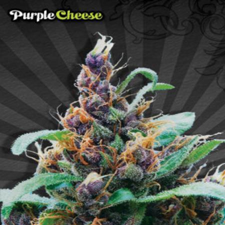 Image of Purple Cheese seeds