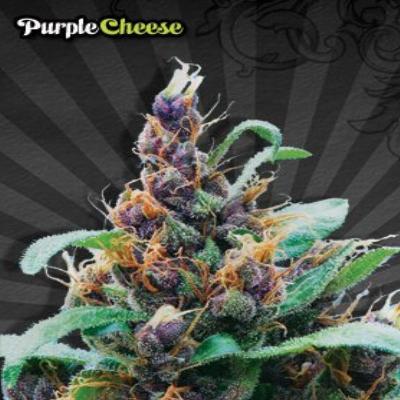 Image of Purple Cheese