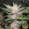 Thumbnail 4022 for Purple Chemdawg