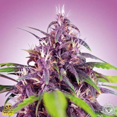 Image of Purple Express seeds