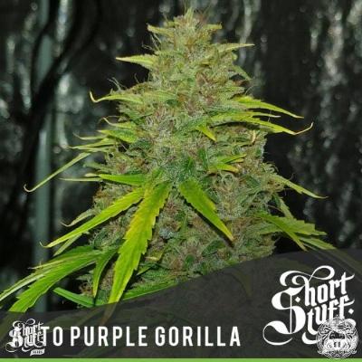 Image of Purple Gorilla